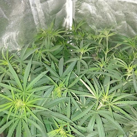 Cannatonic growlog timeline photo