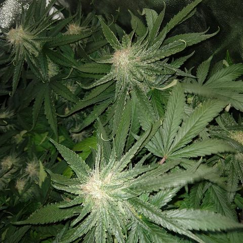 Harlequin #2 growlog timeline photo