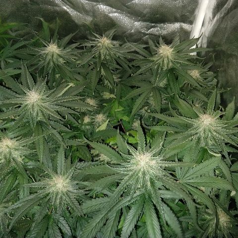 Harlequin #2 growlog timeline photo