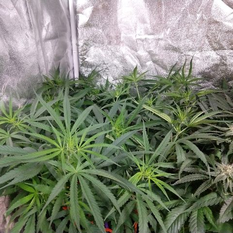 Cannatonic growlog timeline photo