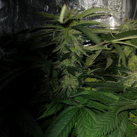 Harlequin #2 growlog timeline photo
