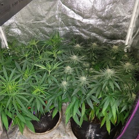 Cannatonic growlog timeline photo