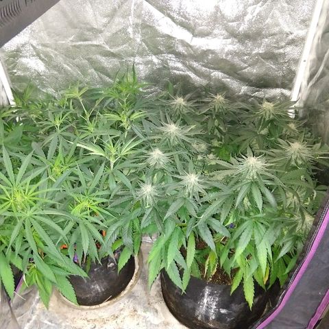 Cannatonic growlog timeline photo