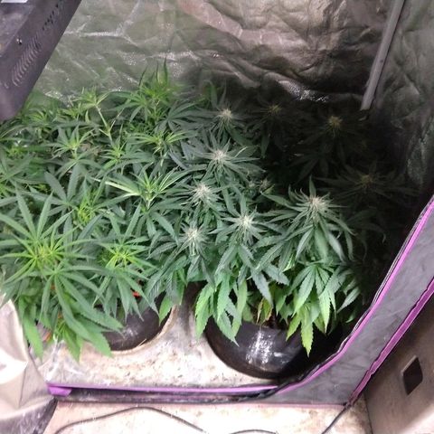 Cannatonic growlog timeline photo
