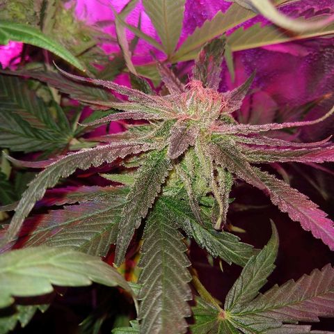 Harlequin #2 growlog timeline photo