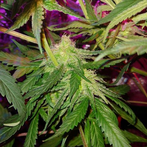 Harlequin #2 growlog timeline photo