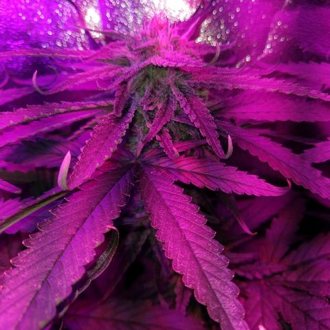 Harlequin #2 growlog timeline photo