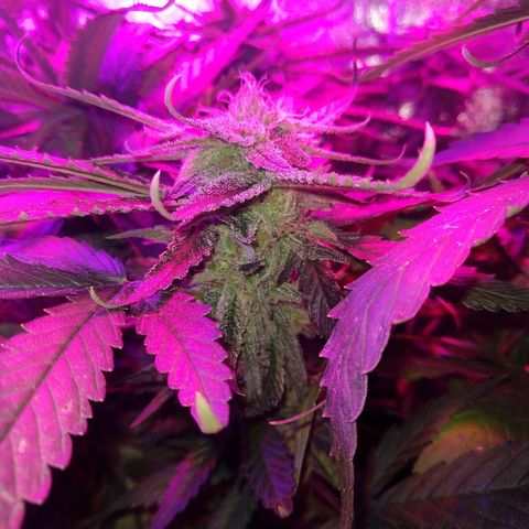 Harlequin #2 growlog timeline photo