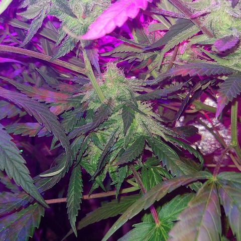 Harlequin #2 growlog timeline photo