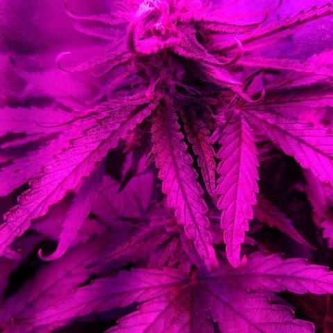 Harlequin #2 growlog timeline photo