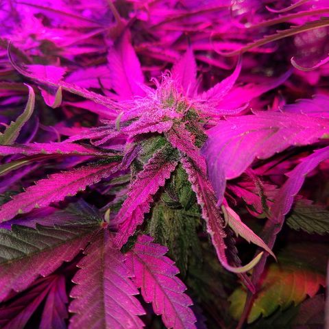Harlequin #2 growlog timeline photo