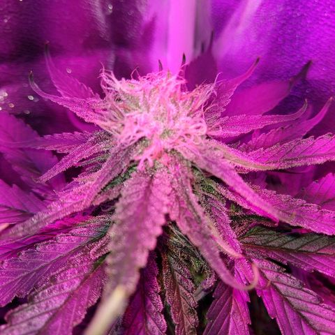 Harlequin #2 growlog timeline photo