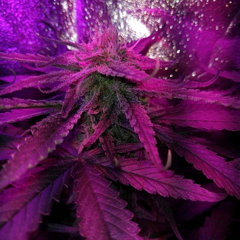 Harlequin #2 growlog timeline photo