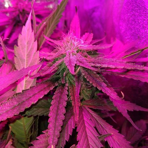 Harlequin #2 growlog timeline photo