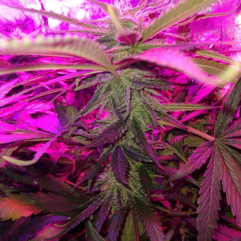 Harlequin #2 growlog timeline photo