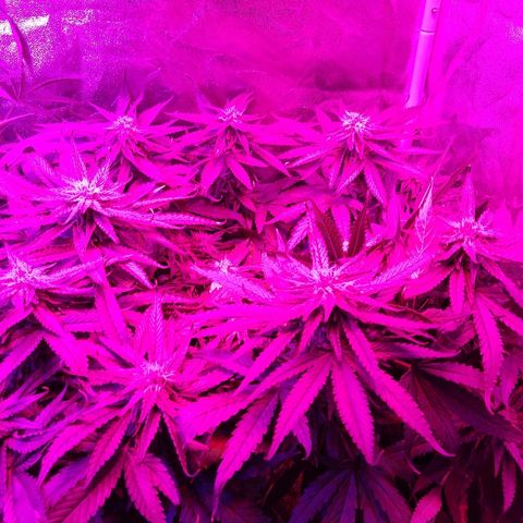 Harlequin #2 growlog timeline photo