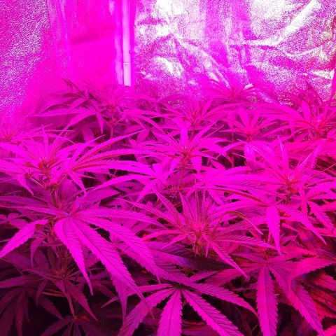 Cannatonic growlog timeline photo