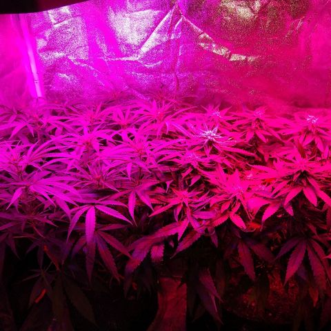 Cannatonic growlog timeline photo