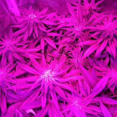 Harlequin #2 growlog timeline photo
