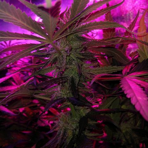 Harlequin #2 growlog timeline photo