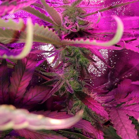 Harlequin #2 growlog timeline photo