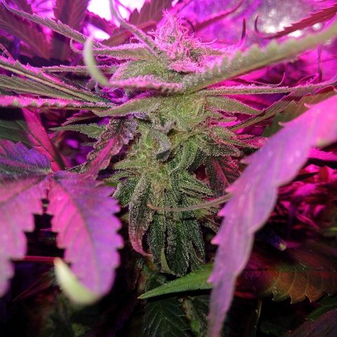 Harlequin #2 growlog timeline photo