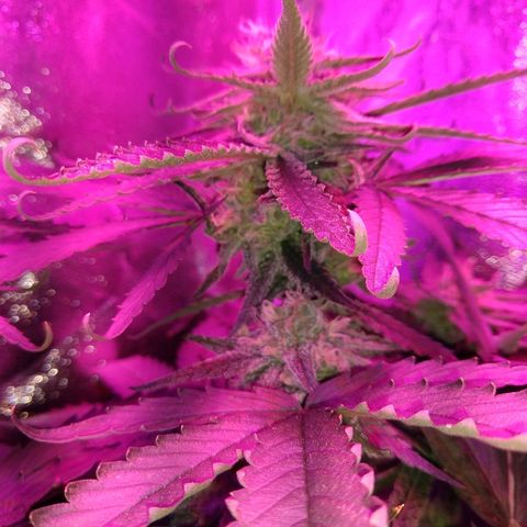 Harlequin #2 growlog timeline photo