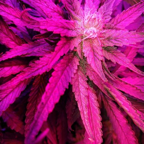 Harlequin #2 growlog timeline photo