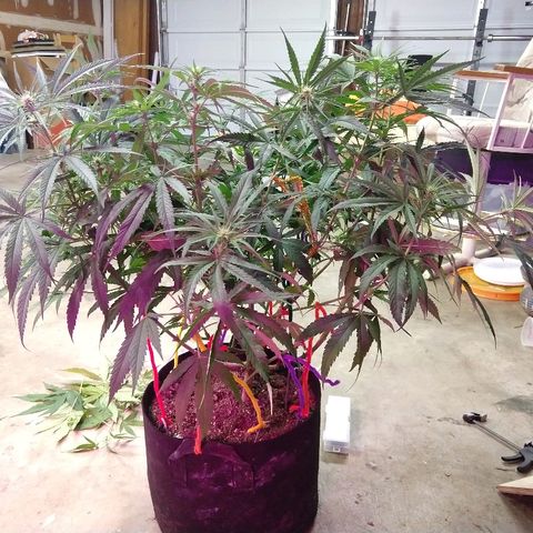 Cannatonic growlog timeline photo