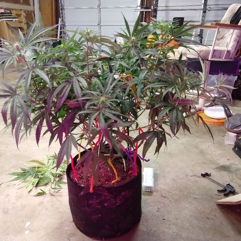 Cannatonic growlog timeline photo