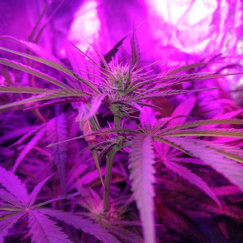 Cannatonic growlog timeline photo