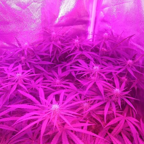 Cannatonic growlog timeline photo