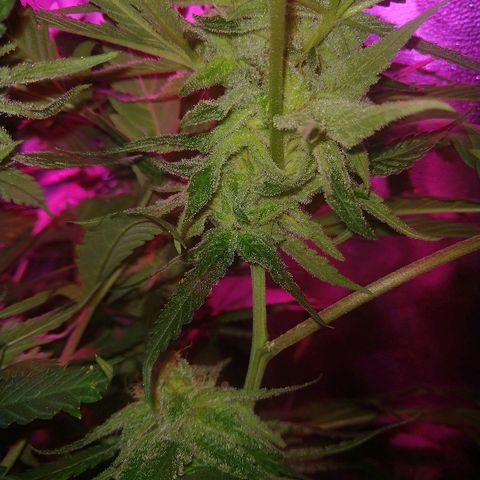 Harlequin #2 growlog timeline photo
