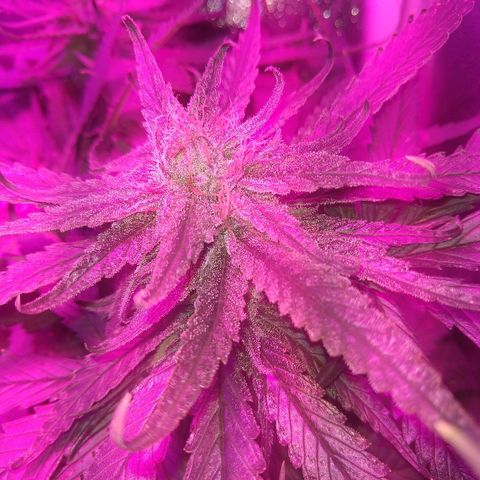 Harlequin #2 growlog timeline photo