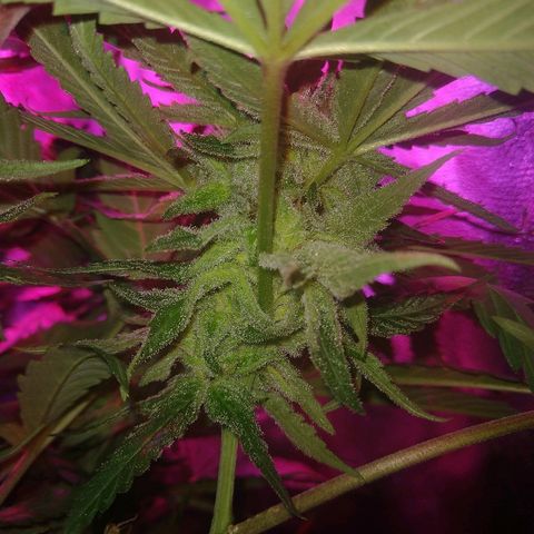 Harlequin #2 growlog timeline photo