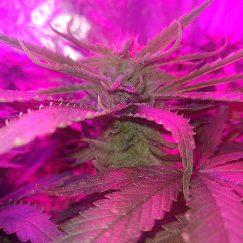 Harlequin #2 growlog timeline photo