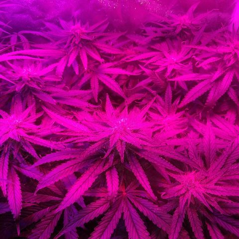 Harlequin #2 growlog timeline photo