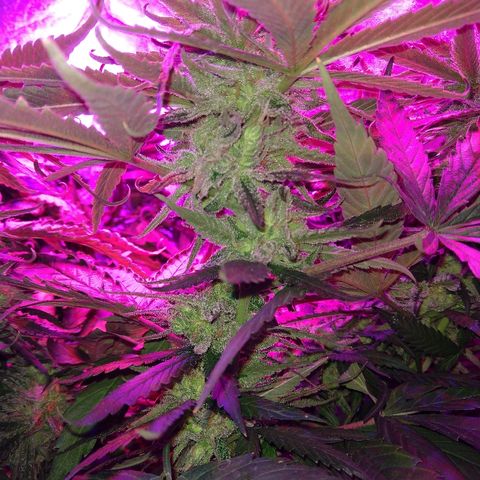 Harlequin #2 growlog timeline photo