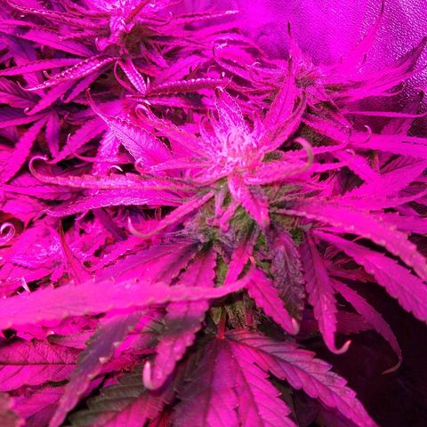 Harlequin #2 growlog timeline photo