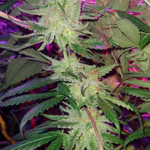 Harlequin #2 growlog timeline photo