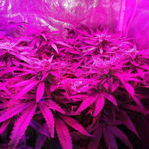Harlequin #2 growlog timeline photo