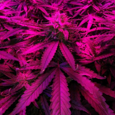 Harlequin #2 growlog timeline photo