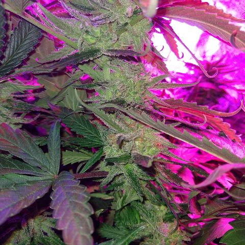 Harlequin #2 growlog timeline photo