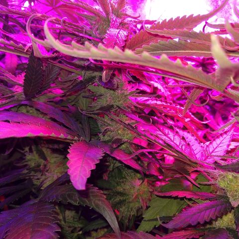 Harlequin #2 growlog timeline photo