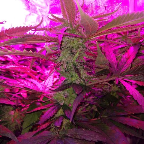 Harlequin #2 growlog timeline photo