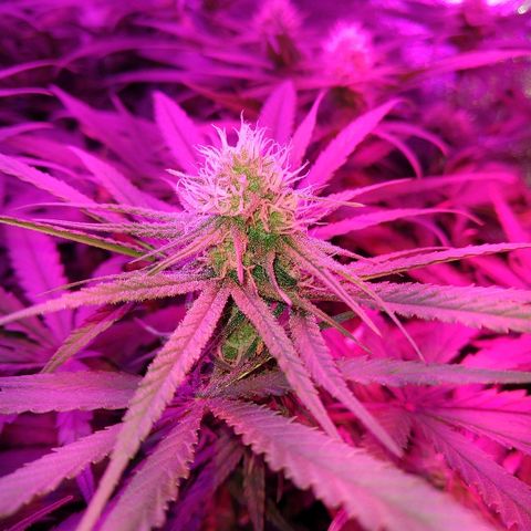 Cannatonic growlog timeline photo