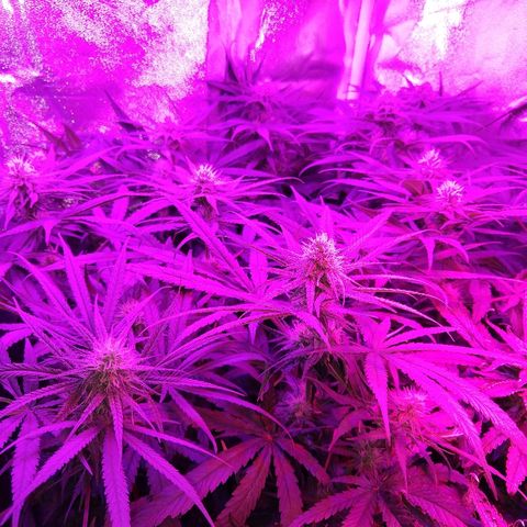 Cannatonic growlog timeline photo