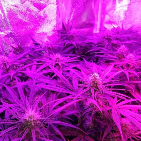 Cannatonic growlog timeline photo