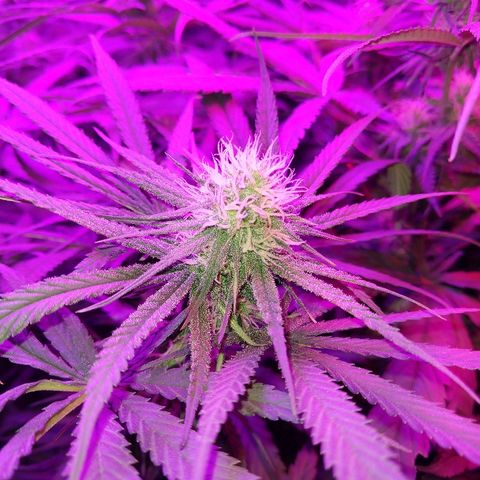 Cannatonic growlog timeline photo