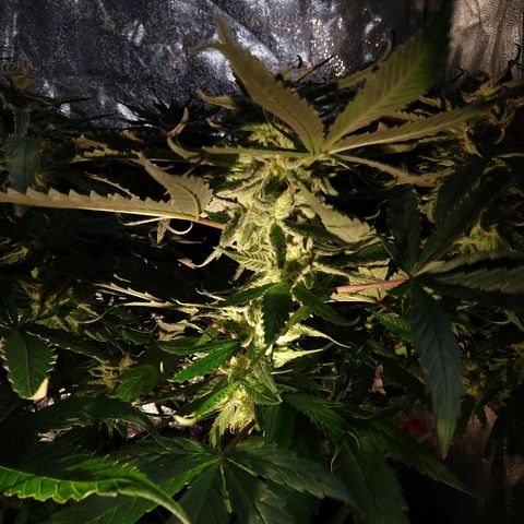 Harlequin #2 growlog timeline photo